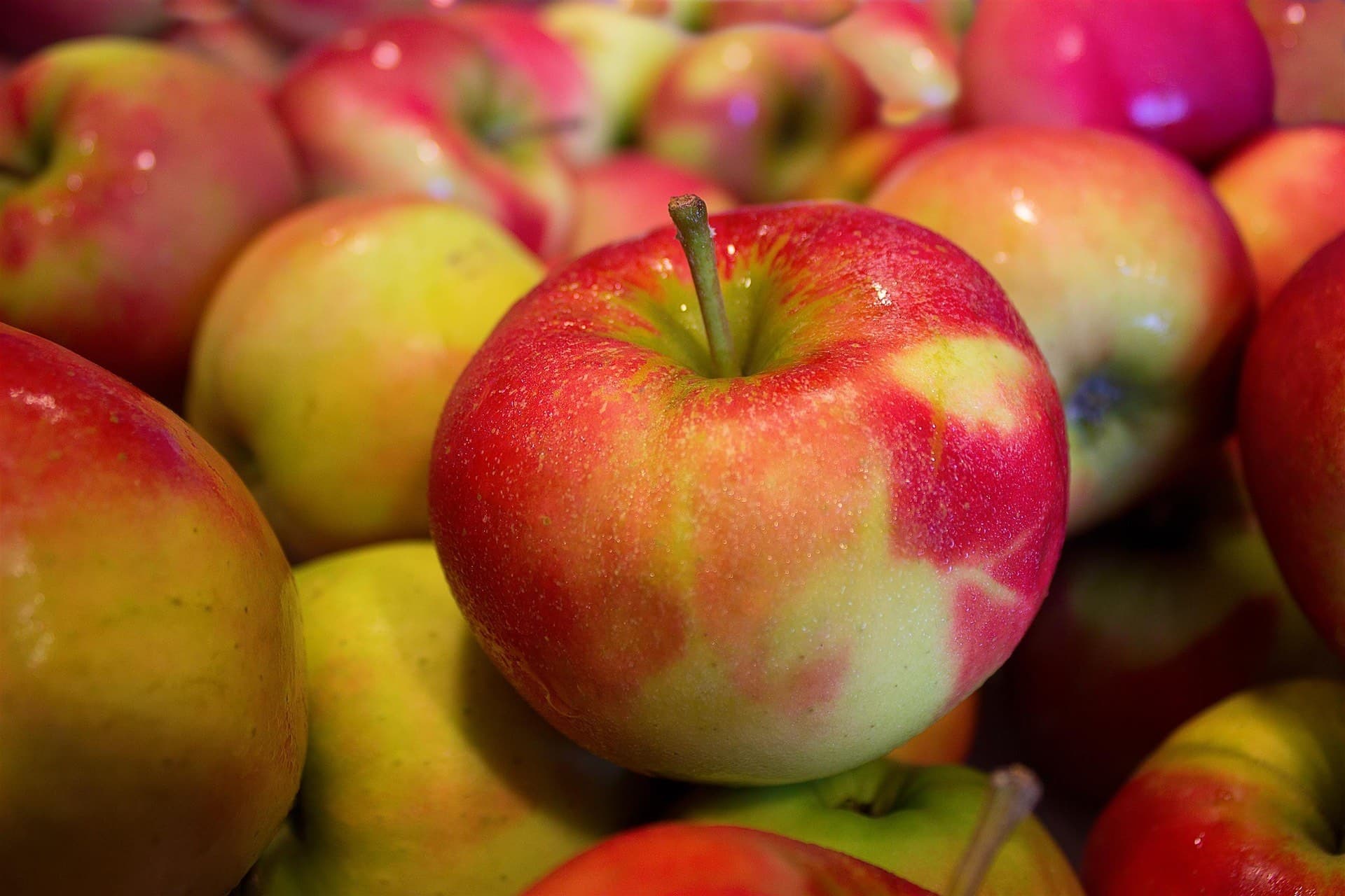 Ripe red apples on an orchard tree ready for picking