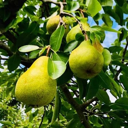 Green pears growing on a pear tree in sunlight